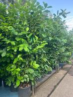 laurier prunus laurier haag , grote maat NU GOED TE PLANTEN, Ophalen, Haag, 100 tot 250 cm, Laurier