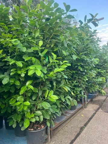 laurier prunus laurier haag , grote maat NU GOED TE PLANTEN beschikbaar voor biedingen