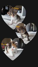 Maine coon kittens, Dieren en Toebehoren, Katten en Kittens | Raskatten | Korthaar, Meerdere dieren, Ontwormd, 0 tot 2 jaar