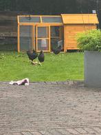 3 Barnevelder kriel kipjes, Dieren en Toebehoren, Vrouwelijk, Kip