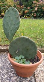 Cactus plant, Tuin en Terras, Ophalen, Overige soorten, Volle zon