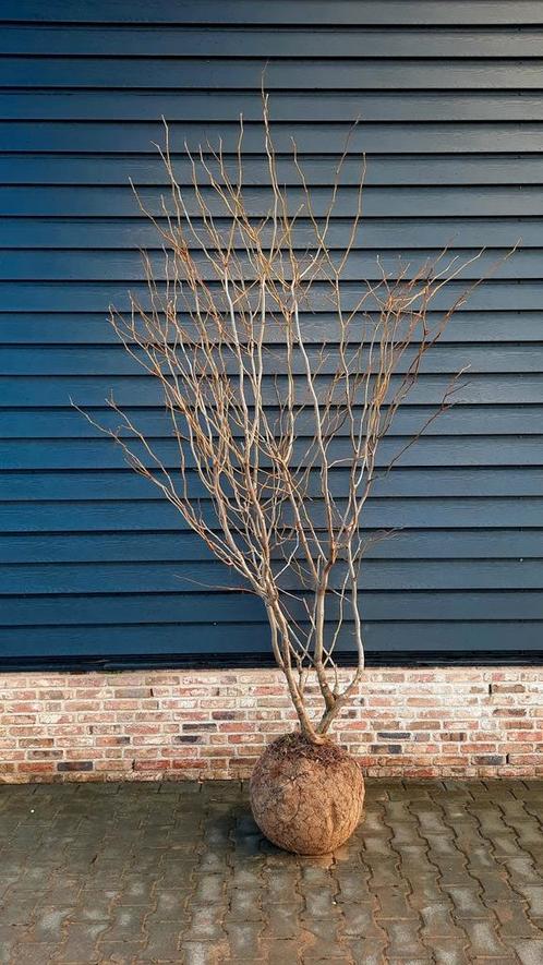 Gleditsia triacanthos 'Sunburst' meerstam🌳🍂, Tuin en Terras, Planten | Bomen, Volle zon, Ophalen