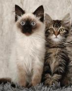 Siberische kittens Beschikbaar, Dieren en Toebehoren, Katten en Kittens | Raskatten | Langhaar, Meerdere dieren, Gechipt, 0 tot 2 jaar
