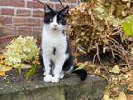 Oudere kittens, Dieren en Toebehoren, Katten en Kittens | Overige Katten, Poes, Kortharig, 0 tot 2 jaar