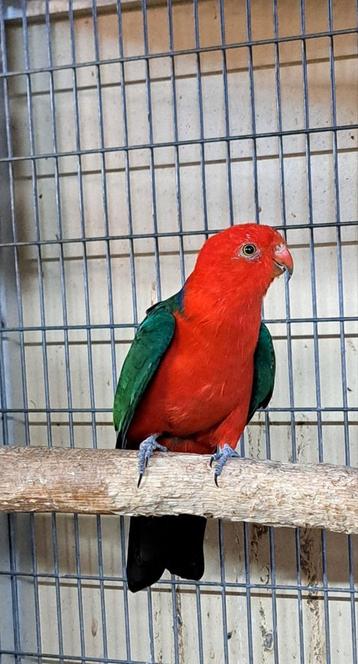 Volwassen koningsparkiet man met gratis pop beschikbaar voor biedingen