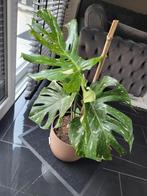 Monstera variegata, Huis en Inrichting, Kamerplanten, Ophalen, Halfschaduw, Minder dan 100 cm