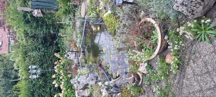 Vijver met vissen, Tuin en Terras, Vijvers, Ophalen