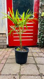 Palmboompjes Trachycarpus Fortunei, Ophalen, Vaste plant, Overige soorten, Volle zon