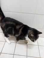 Gecastreerde kater met chip en een klein hart probleempje., Dieren en Toebehoren, Katten en Kittens | Raskatten | Korthaar, Kater