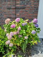Hortensia H 100 cm B 95 x 100 cm roze en paarse bloemen, Vaste plant, Halfschaduw, Zomer, Ophalen