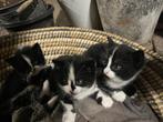 prachtige kittens, Dieren en Toebehoren, Katten en Kittens | Raskatten | Korthaar, Meerdere dieren, 0 tot 2 jaar