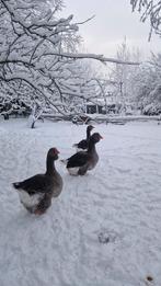 Toulouse ganzen, Meerdere dieren, Gans of Zwaan