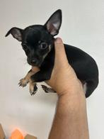 Mini pinscher 8 weken2  reu en 1 teefje, Dieren en Toebehoren, Teef, Meerdere, Klein, Nederland