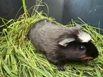 Jonge cavia, Dieren en Toebehoren, Cavia, Mei, Meerdere dieren, Tam