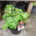 3 grote snoeptomaten planten en 1 frambozen struik in pot, Tuin en Terras, Ophalen, Zomer, Groenteplanten, Volle zon