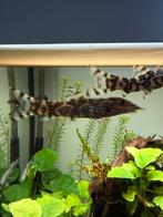 Gratis vissen o.a Botia, Dieren en Toebehoren, Vissen | Aquariumvissen, Vis, Zoetwatervis