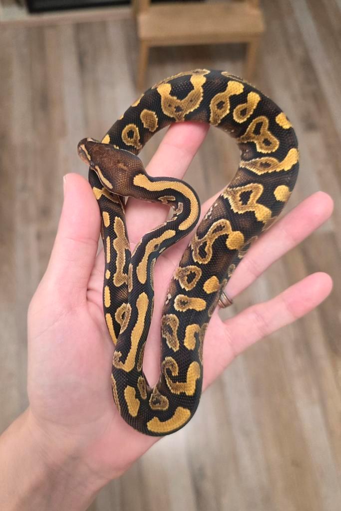 Blackhead Phantom Yellowbelly vrouwtje 2025