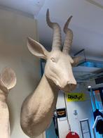 Grote impala kop met gewei, Verzenden, Zo goed als nieuw, Wanddecoratie