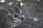 Parma wallaby mannetje, Dieren en Toebehoren, Overige Dieren, Juni, Mannelijk