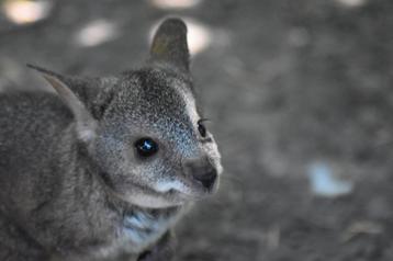 Parma wallaby mannetje beschikbaar voor biedingen