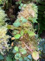Begonia lichenora + Begonia vancerckhovenii, Ophalen of Verzenden, Overige soorten, Minder dan 100 cm