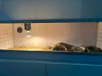 Schildpadden met terrarium te koop, Dieren en Toebehoren, Reptielen en Amfibieën | Toebehoren, Ophalen, Zo goed als nieuw