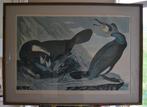 Aalscholvers door J J Audubon, Antiek en Kunst, Ophalen