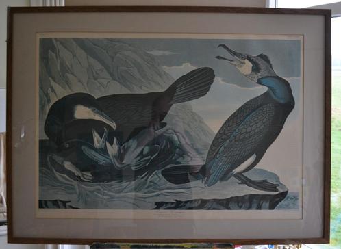 Aalscholvers door J J Audubon, Antiek en Kunst, Kunst | Litho's en Zeefdrukken, Ophalen