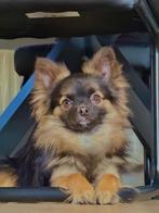 Chihuahua dekreu ter dekking aangeboden (niet te koop!), Parvo, Reu, 1 tot 2 jaar, Eén hond