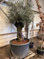 Zeer mooie grote oude olijf, Bloeit niet, 100 tot 250 cm, Olijfboom, Ophalen