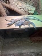 varanus glauerti's te koop, Hagedis, Met terrarium, 3 tot 6 jaar