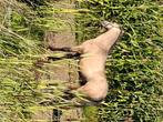Hengst, Dieren en Toebehoren, Paarden, 0 tot 2 jaar, Hengst, Gechipt, Onbeleerd
