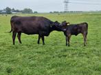 100 % zuiver wagyu  zoogstel, Dieren en Toebehoren, Runderen, Mannelijk