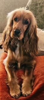 Prachtige rode cocker spaniel pups, Dieren en Toebehoren, CDV (hondenziekte), 8 tot 15 weken, Meerdere, Meerdere dieren