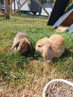 Hangoor konijntjes, Dieren en Toebehoren, Konijnen, Meerdere dieren, Hangoor