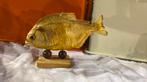 Opgezette piranha, Ophalen of Verzenden, Zo goed als nieuw, Vogel, Opgezet dier