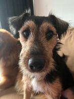 Met echt heel veel pijn in mijn hart, Dieren en Toebehoren, Honden | Teckels en Dashonden, Rabiës (hondsdolheid), 15 weken tot 1 jaar