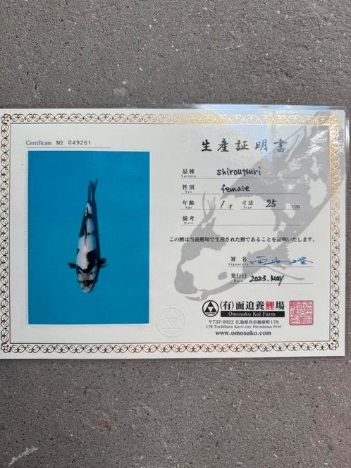 Koi met en zonder certificaat, Tuin en Terras, Vijvers, Ophalen