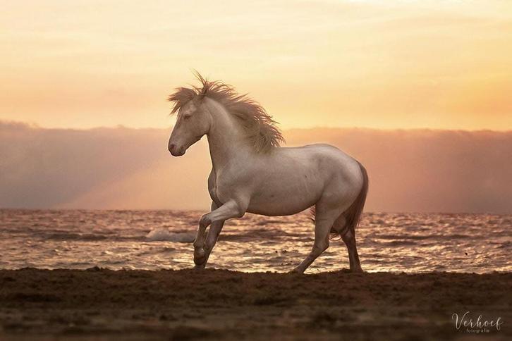 Gezocht: 2 kindvriendelijke Shetlanders in bruikleen, Dieren en Toebehoren, Stalling en Weidegang, Stalling