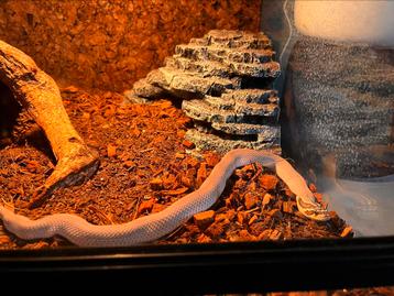 Westerse haakneus met terrarium beschikbaar voor biedingen