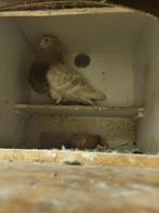 Tilduiven Gaditano / bastaard  uit de tuin ️, Dieren en Toebehoren, Vogels | Duiven, Mannelijk, Kropper
