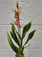 Orchidee Brassia Geurend p12 (8)