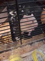 2 jonge hamsters mannetje, Dieren en Toebehoren, Juli, Mannelijk, Hamster