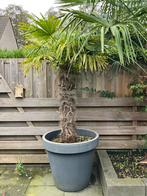 Palmboom + pot, Tuin en Terras, Planten | Tuinplanten, Ophalen, Overige soorten, Volle zon