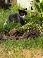 Kittens pm mij papa is siamese en mama  en zij mag ook weg, Dieren en Toebehoren, Katten en Kittens | Overige Katten