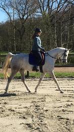 Grote brave Arabier, Dieren en Toebehoren, Paarden, Met stamboom, Ruin, 7 tot 10 jaar, Recreatiepaard