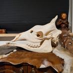Giraffe schedel, Ophalen of Verzenden, Schedel
