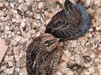 Chinese kwartels wiltkleur, Dieren en Toebehoren, Reptielen en Amfibieën, 0 tot 2 jaar