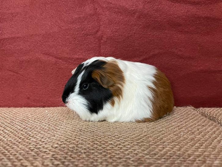 jonge cavia sheltie driekleur, Dieren en Toebehoren, Knaagdieren, Meerdere dieren, Cavia, November, Tam