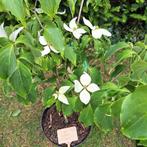 Cornus kousa 'Galilean', Ophalen, Overige soorten, Volle zon